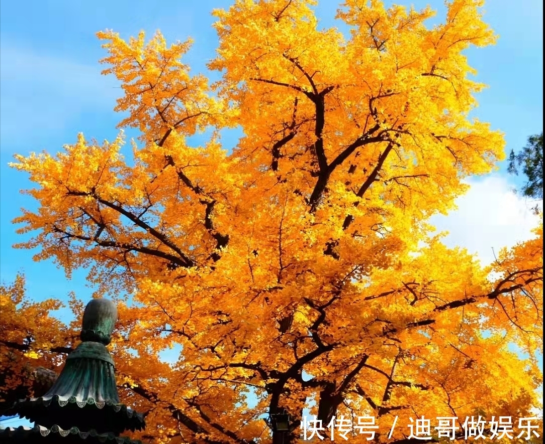 红螺寺|北京银杏美学巅峰：红螺寺千年雌雄银杏树！赏秋与祈福两不误！