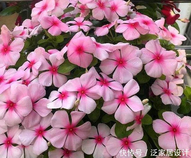 4种“高贵女王花”，比牡丹好看，年年开花不断，颇受大家的喜爱