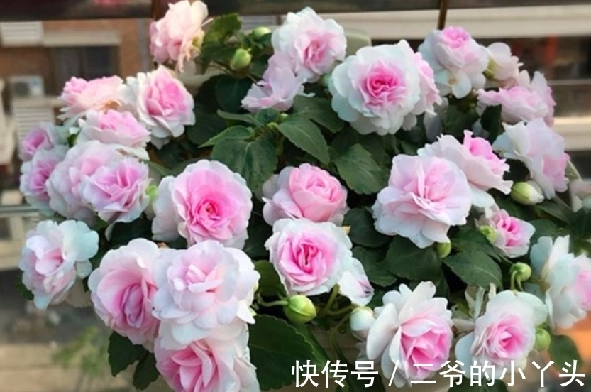 凤仙花|庭院选这几款花，花姿妖娆，花开美观又大气，花色艳丽灿烂无双