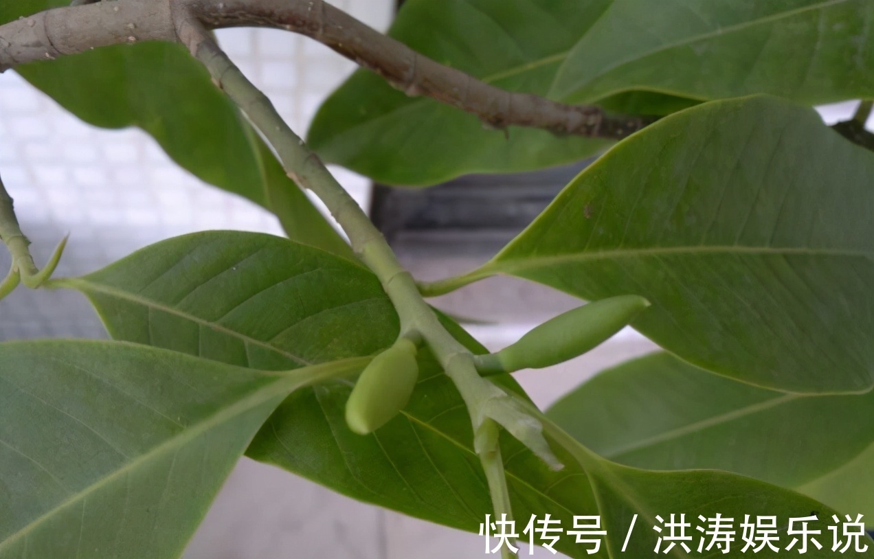 枝条|扦插好方法养花繁殖下一代,试试这3招,简单好使