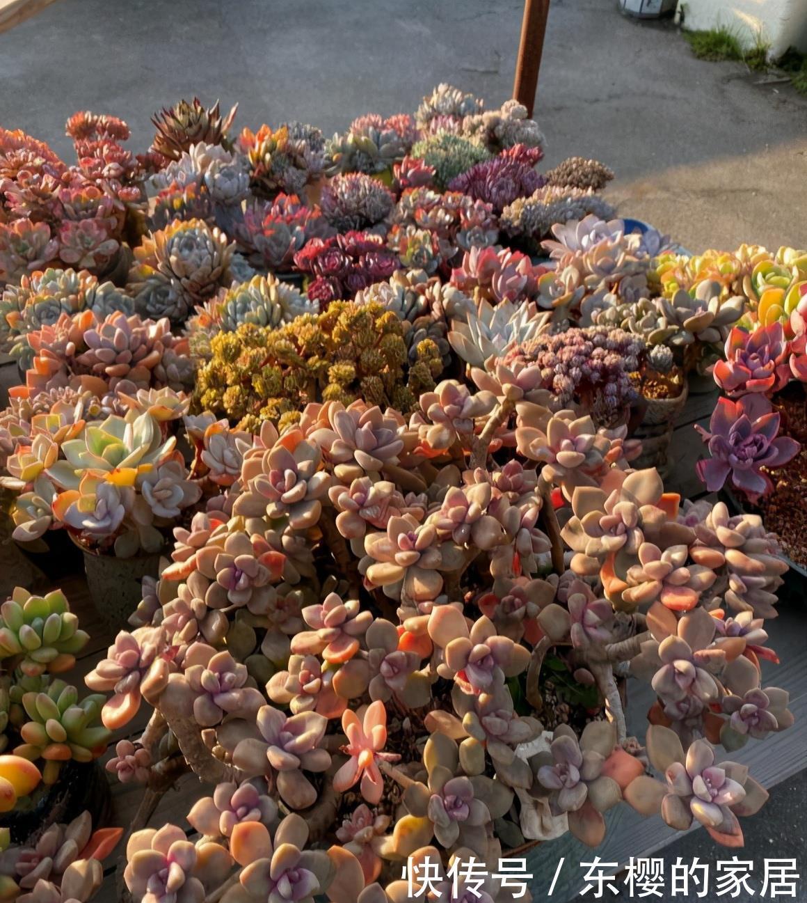 红透|多肉美翻天?就要“3个套路”,又冻又晒“红透”天