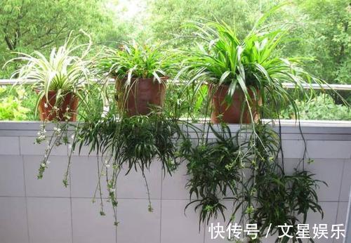 生根剂|最厉害的生根剂,用来养花,轻松养出大白根,啥花都喜欢