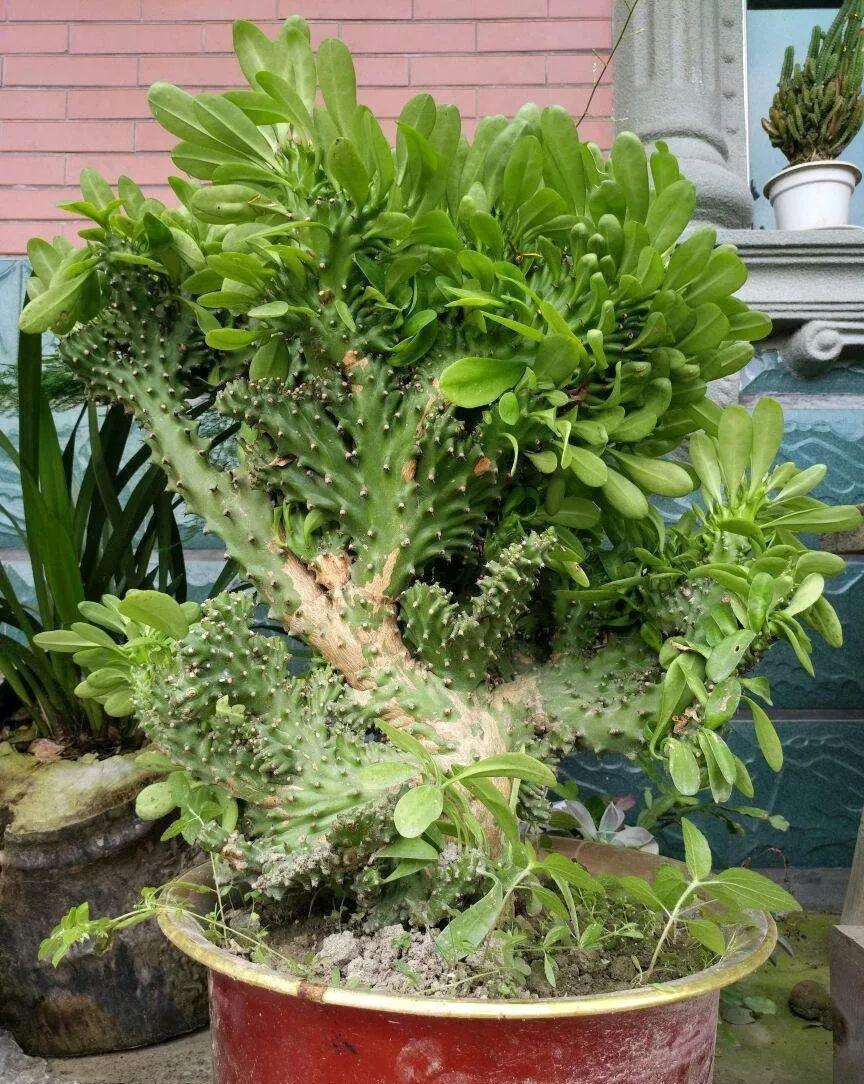 养花:6种“丑八怪”,放在家里能镇宅,养的越久越气派