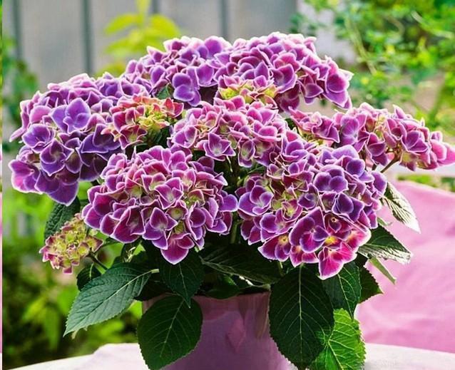 5种漂亮花，夏天不能见太阳，一见软踏踏，赶紧挪地方