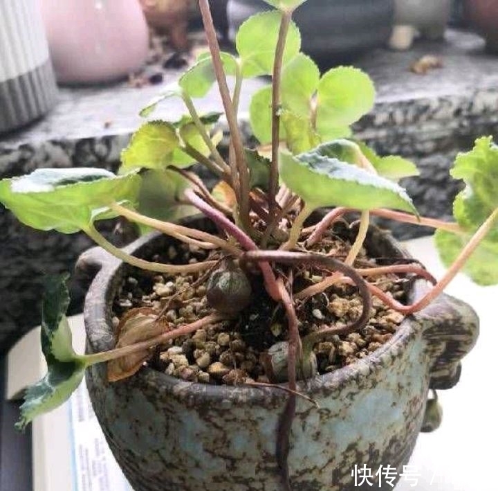 养仙客来的“4个”关键环节,花色丰富,花期更长,仙气十足