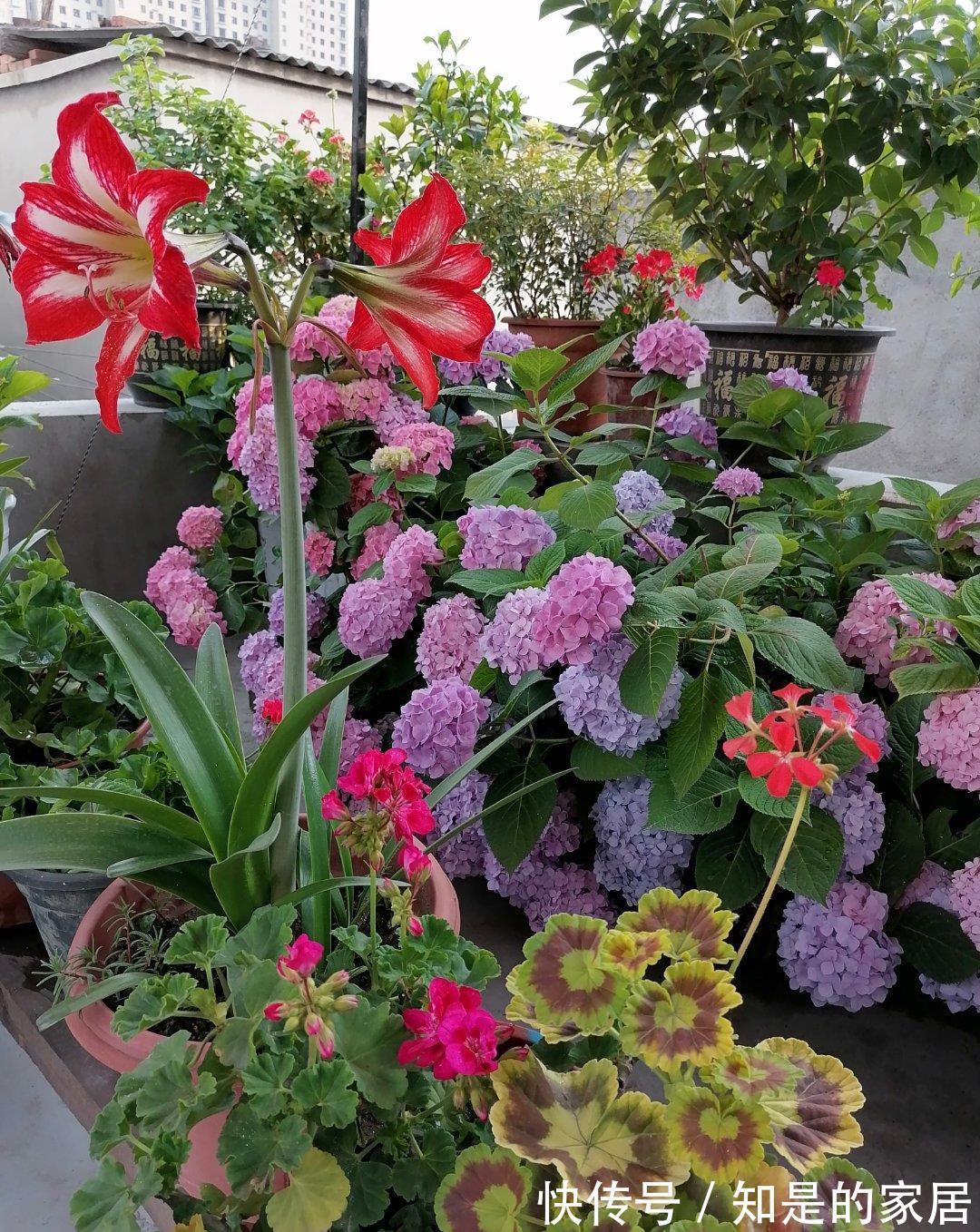 多元素|5种“漂亮花”,秋天乱修剪?小心来年,一年没花看