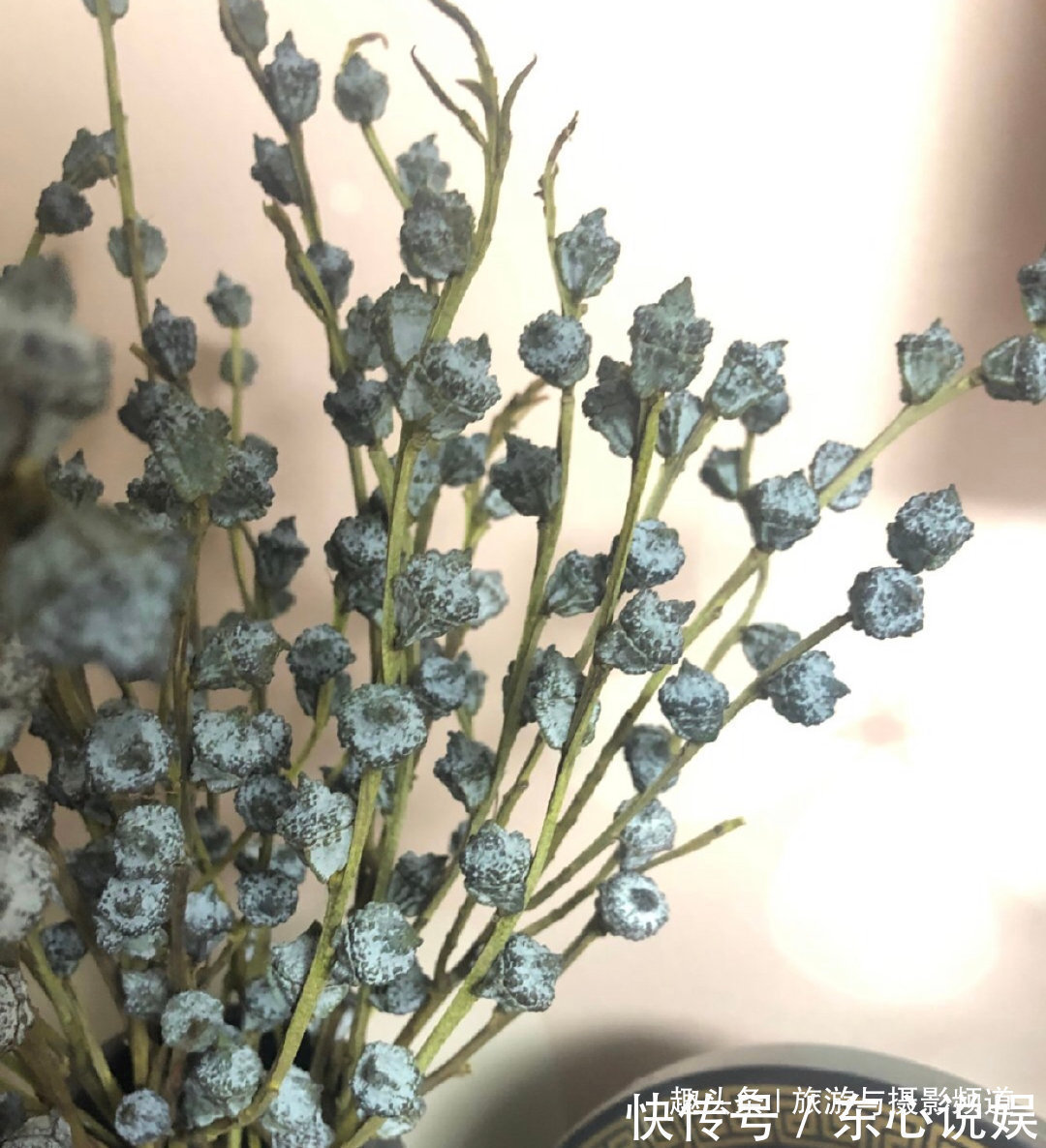 世界上最神奇的树!先结果后开花还不会枯萎!见到的人会幸福