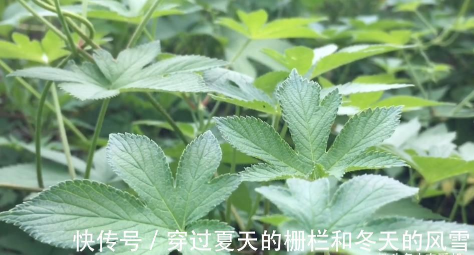 野草|这种让农民十分讨厌的野草，懂得人当宝不懂得人当草！