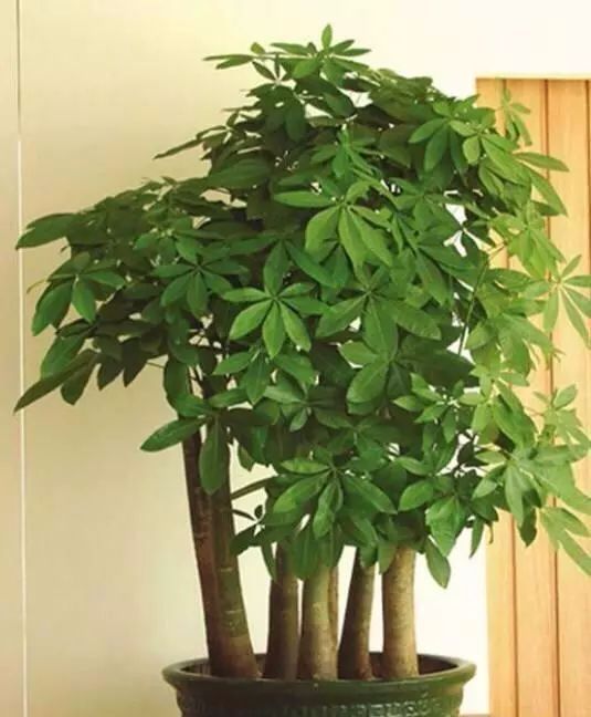 给发财树喷一点小玩意,叶子翠绿发光,新芽新枝条蹭蹭冒