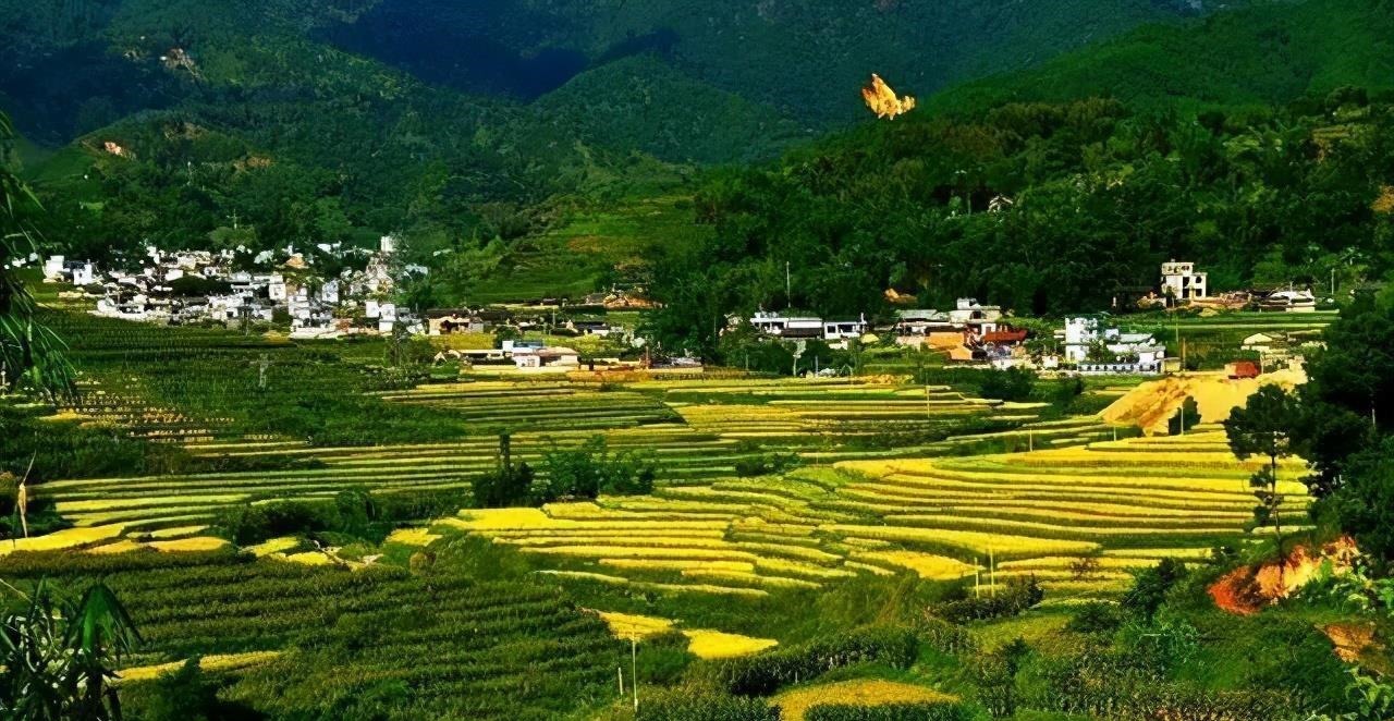 昭通|丑得一塌糊涂，生得又野，这个苹果凭什么上市就被网友抢空