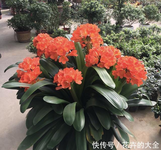 大白菜|养君子兰趁现在，多做2件事，长成大白菜，满盆冒花箭