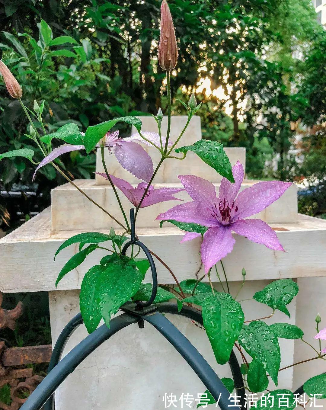 品种|此几种铁线莲特别耐热，你值得拥有