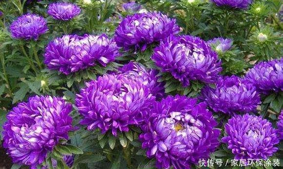 格桑花四季可播种,颜色鲜艳开花漂亮,种上种子一周就出苗,好养