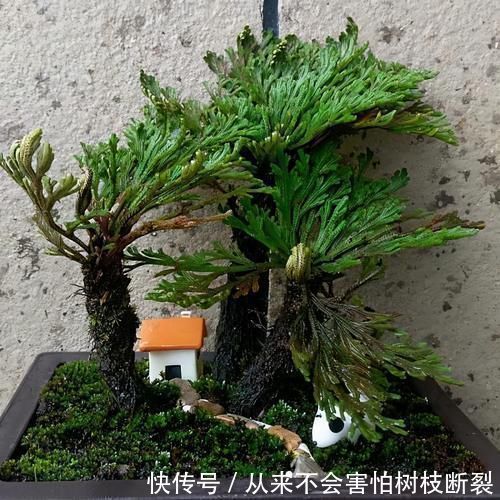 上山见到这一植物,不要轻易采挖,保护住它!