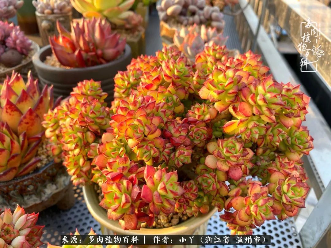 祖上无院家里无矿,一腔浪漫情怀付诸楼顶造花!