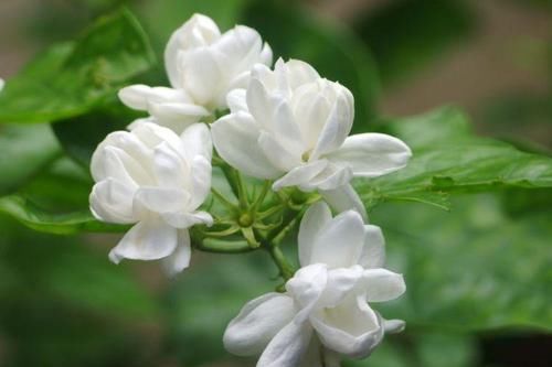 屋里|5种花最怕水,一淋雨花苞全掉光,赶紧搬屋里,不然全部黑了