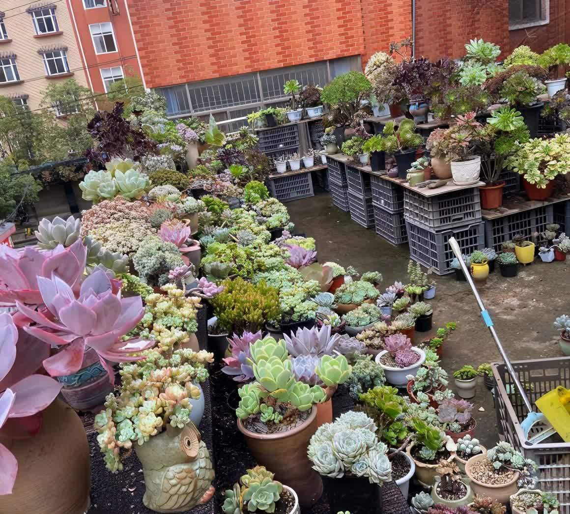 一年四季养多肉,记住浇水3句话,不烂根不化水,姹紫嫣红好状态