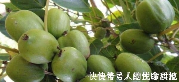 圆枣子|它是抗癌、抗衰老的神果,价值不输于榴莲,被誉为“世界之珍果”