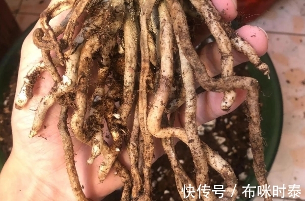 兰根|别再片面理解“冬不湿”,这三种情况,就是造成兰花空根的原因