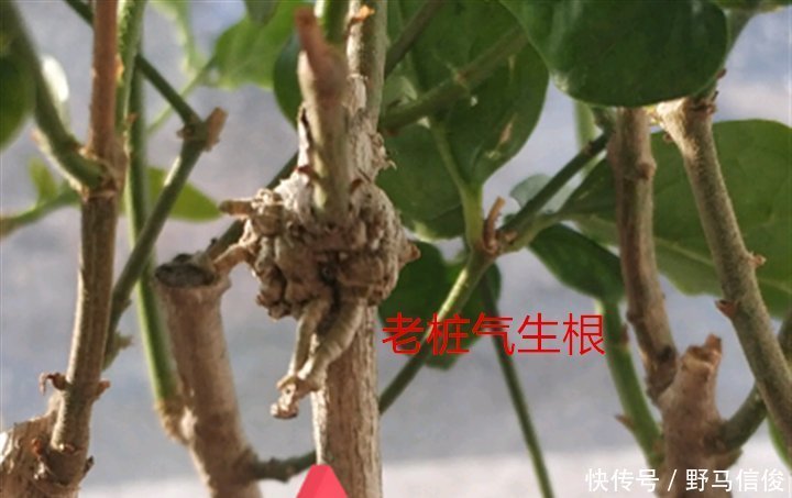 红掌|茉莉花扦插有机关,砍这一段枝条,插土里3天就活