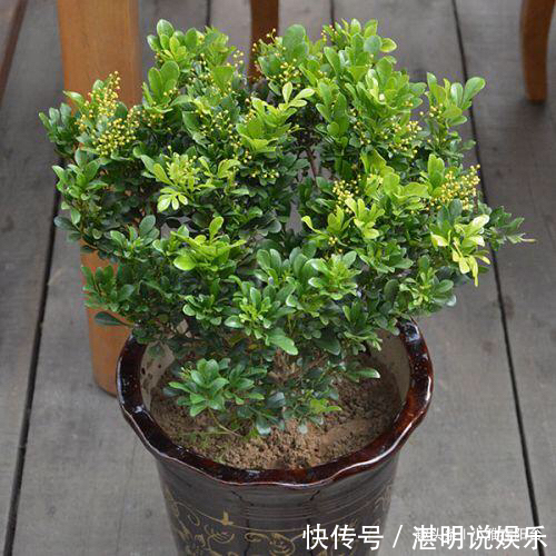 病虫害|米兰花怎么修剪一个修剪“小窍门”,植株饱满,枝繁叶茂开花多