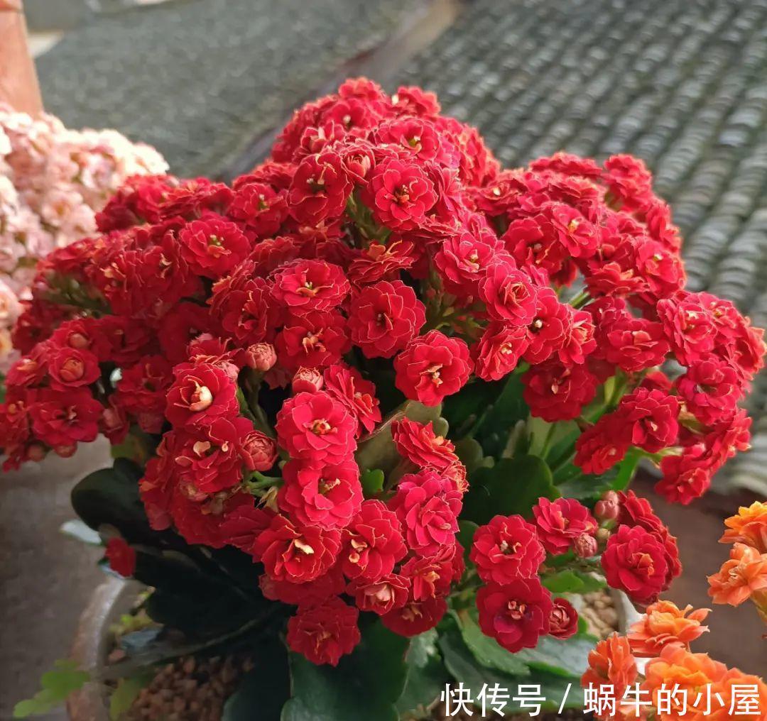 种花|7种花慎养,天一热就死,白花钱买罪受