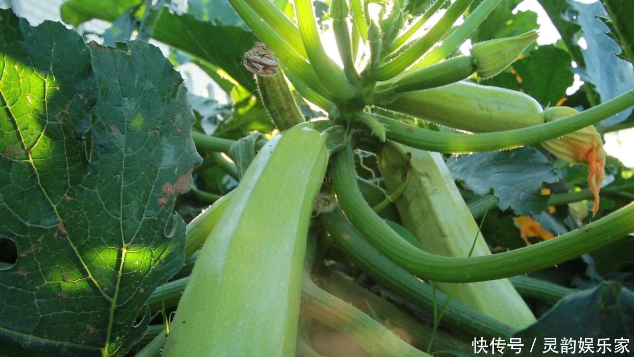 寒性体质|不用熟透就能吃,种阳台上不用管,一年不用买菜!