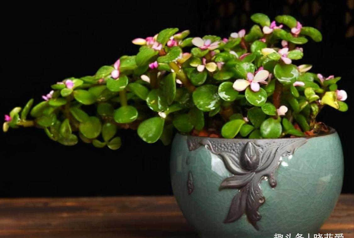 6种常见的“漂亮花”，好养少浇水，养成盆景“身价”翻倍