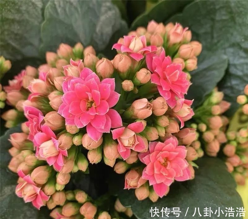 花期|45种长寿花,个个都是高颜值,家里养几盆,美得移不开眼