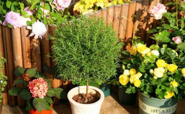 招虫|养花招虫，养盆这种花，漂亮好养还驱虫