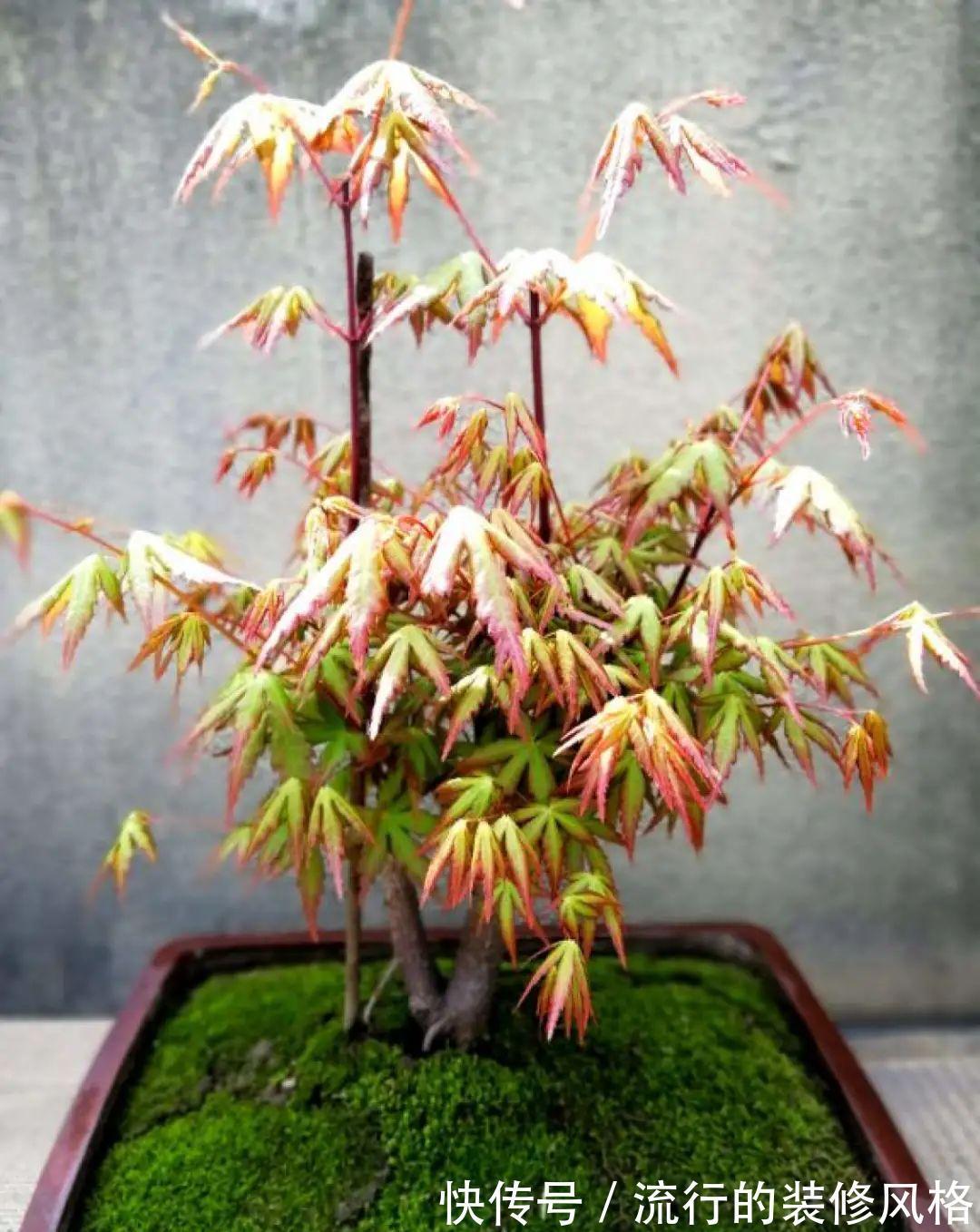 这花就要养老桩，年年开花，越老越值钱