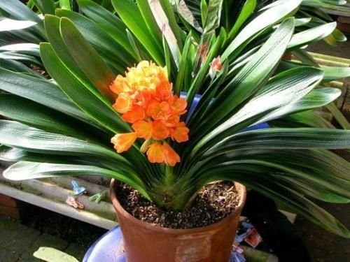 最厉害的养花营养液给君子兰喝一勺,叶片肥绿,秋凉早开花