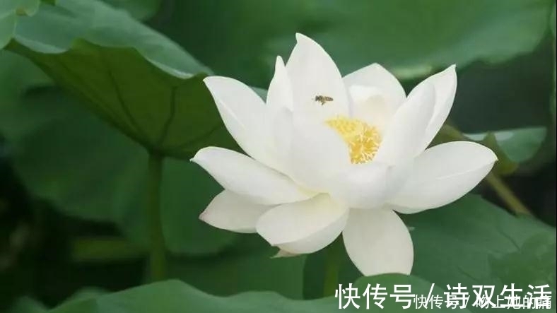 惹不起|过了春节后，六个“惹不起”的5个生日尾数，财大气粗，买车买房