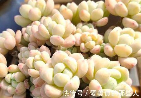 大虾|多肉植物劳尔控养经验分享,看看您所在的地区能控出不同状态吗