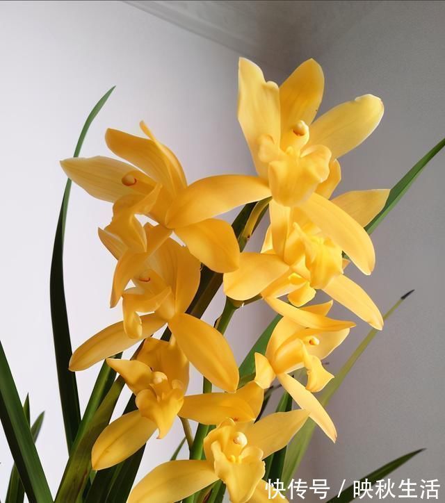 比“绿萝”还好养的兰花，兰香持久，通体金黄，每年可以开花3次