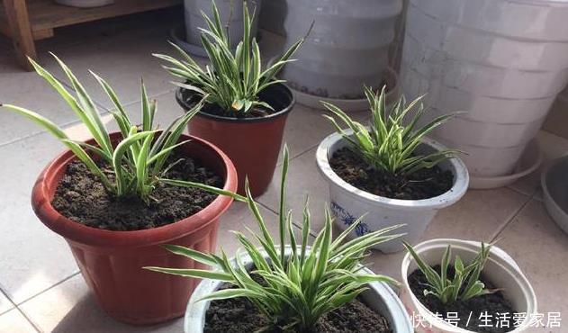 叶子|金边吊兰这样养,不用买就能种,叶子大颜色漂亮,一年长爆盆!