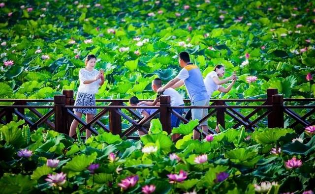 今夏第一波荷花开了，美不胜收！地点就在……