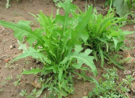 中药|春天吃野菜身体更健康，此4种野菜是天然中药，没事常吃身体更棒