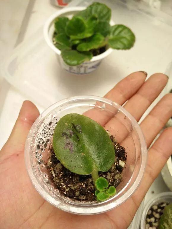 5种花现在插土里,下个月就开花,再热也不怕,别错过了