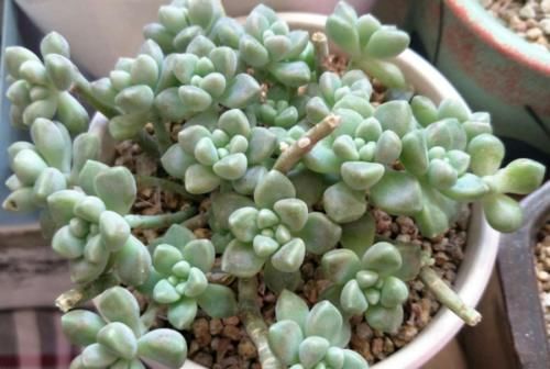 给大盆的丸叶姬秋丽多肉换盆是个技术活，弄不好它的叶片就会掉光