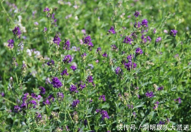 苜蓿|夏天多吃以下野菜,凉拌、包饺子最好吃,还能清热解毒、补脾胃