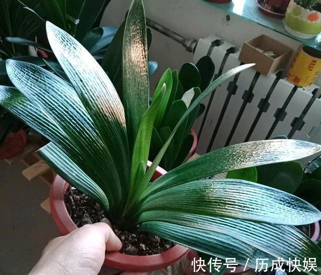 春夏秋冬,君子兰施肥要“恰到好处”,叶片肥绿,开花多不夹箭