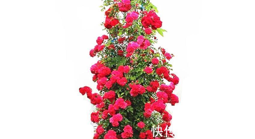 花朵|三种花比杜鹃好看，比绿萝好养，比桂花还香，谁见了不心动