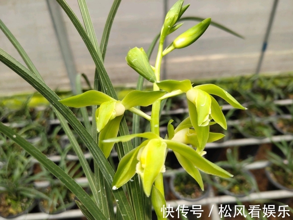 养兰花要注意秋老虎,一不小心根部就发黑,发黑原因和解决方法