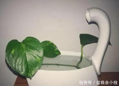 家中旧物拿来养花,1个花盆也不用买,种了满屋的花,漂亮实用