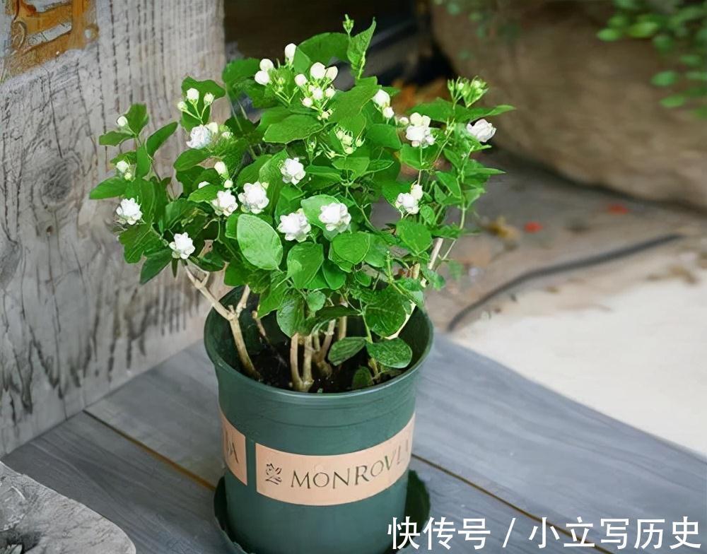 天冷了,15种漂亮花喜欢“大太阳”,多晒长得壮,花更多