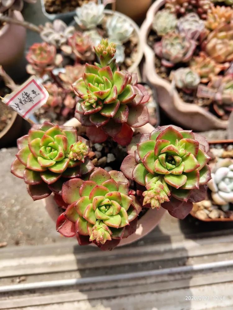 养肉多年的新手我相信它们一定可以变得更美丽！