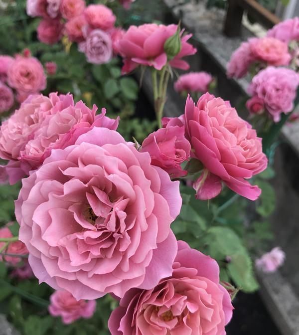 月季里的“开花机器”,能开一整年,花量非常多,阳台盆栽也可以