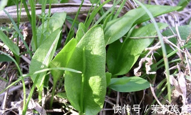 5种罕见植物，只长一片叶子一根茎，价值却很珍贵早看早知道