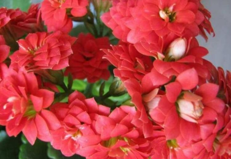 百合花|4种花养家里,福旺运旺财更旺,不用费心,就能长的特别好